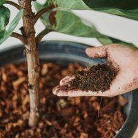 El fertilizante casero con 5 ingredientes que revitaliza tus plantas como nunca antes