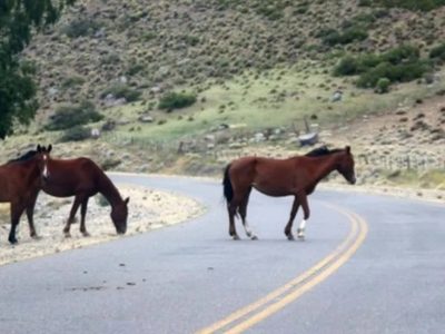 Realizarán operativos para retirar animales sueltos de las rutas de Neuquén