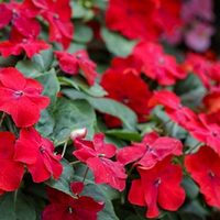 Así de fácil podés propagar tu planta Alegría del Hogar y que tu jardín explote de flores