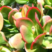 Tu árbol de Jade puede ser mucho más que verde: el truco para que sus hojas tengan tres colores