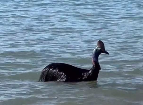 El ejemplar avistado en una playa australiana