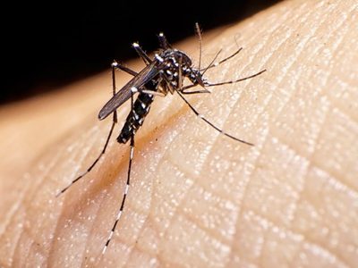 La increíble medida que tomó Mendoza para combatir el dengue con más mosquitos