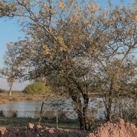El árbol nativo que da unas flores amarillas como pompones, con un aroma dulce y que no necesita cuidados