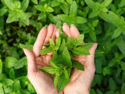 La planta muy buscada que crece rápidamente en tu jardín y que es un tesoro para la salud