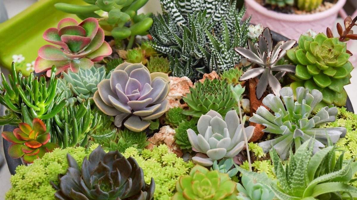 Plantas. Fuente: (Instagram)