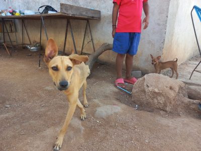Luna y Tilín, rescatados de entre los escombros tras el azote de Otis