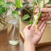 El secreto de los viveristas para que no se marchiten tus esquejes de plantas de agua y con algo fácil de conseguir