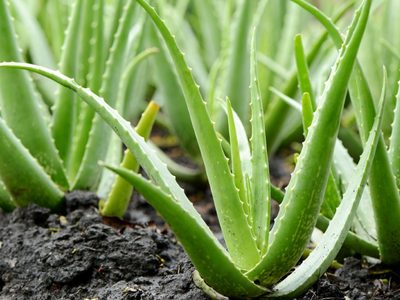 Aloe vera: cómo reproducir esta increíble planta con solo una hoja y tenerla en casa