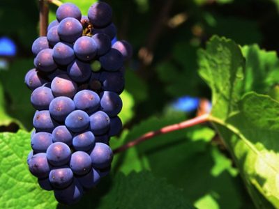 Pinot Noir: la cepa que encontró su lugar en la Patagonia
