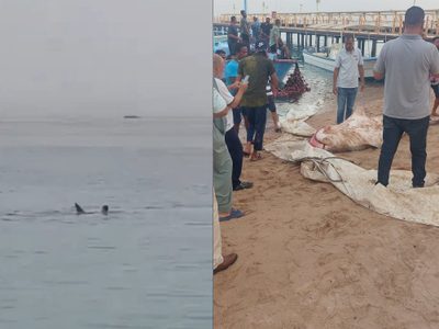 Captan cómo un tiburón tigre devora a un joven en el Mar Rojo (Videos)