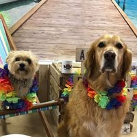 Bar de mascotas: para disfrutar de un café en buena compañía
