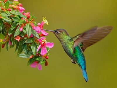 Atraé la vida: las plantas que tenés que tener para que tu jardín se llene de colibríes