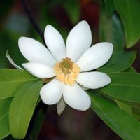 El árbol que da las flores perfumadas más bellas y que todos quieren en su jardín