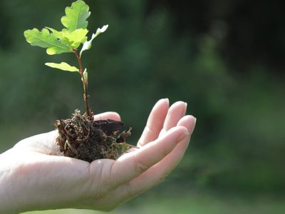 El secreto de los jardineros para ablandar la tierra de tus macetas sin cambiarla