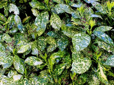 La planta que esconde un tesoro debajo de sus hojas, es fácil de cuidar y transforma cualquier rincón