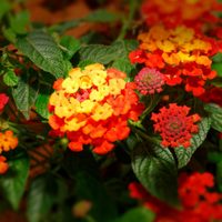 3 plantas bellísimas y fáciles de mantener que dan flores todo el año