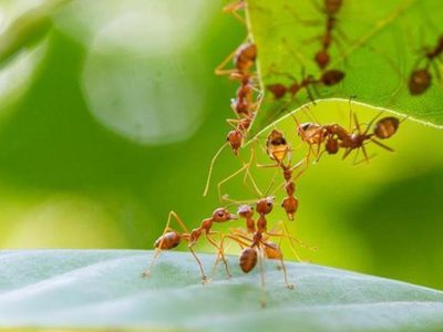 Con solo 3 ingredientes, la mezcla infalible para alejar a las hormigas de tu terraza o patio