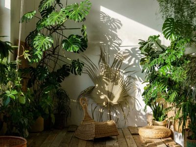 La planta cubre muros que renace en Invierno y explota con las flores más hermosas