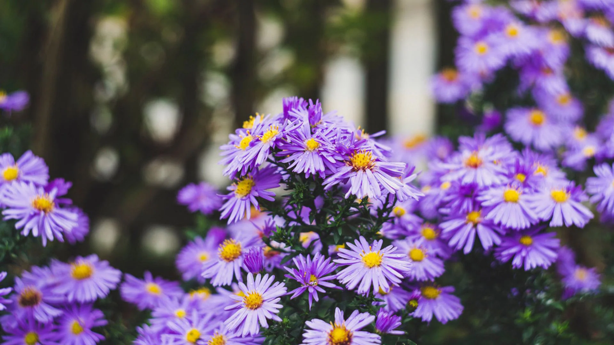 Plantas. Fuente: (Instagram)