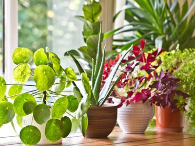 Renovate sin gastar: 3 plantas hermosas y fáciles de reproducir que realzarán tu living