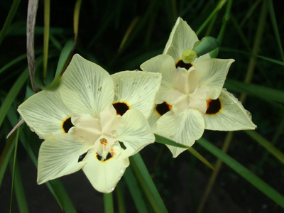 El secreto de los viveros que para que el Dietes se ponga radiante y no pare de dar flores