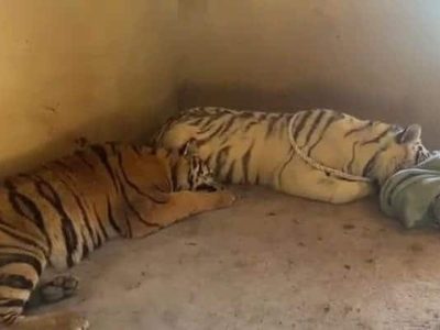 Autoridades resguardan dos tigres en el Triángulo Dorado