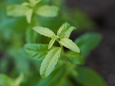 El truco para reproducir tu planta de Cedrón en casa y disfrutarlo en infusiones todo el invierno