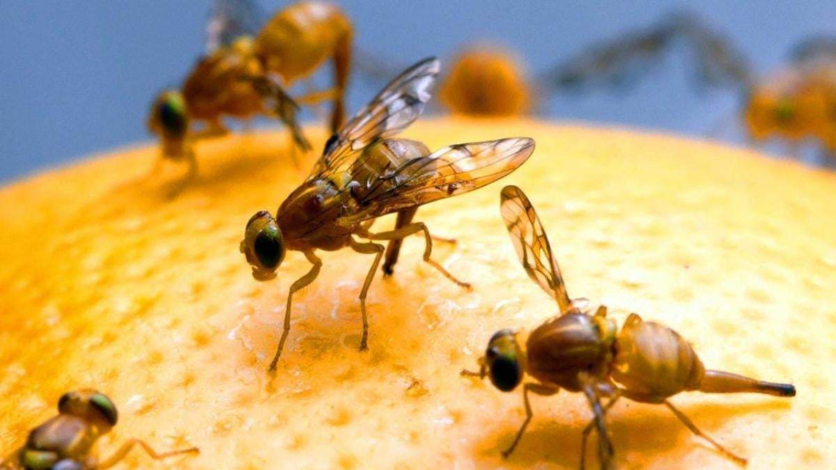 Mosquitas de la fruta. Fuente: (Instagram)