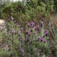 La hermosa planta que florece como nunca en Otoño, crece como arbusto y tiene un estilo selvático