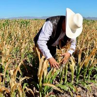 El agro sinaloense, en medio de la tormenta perfecta