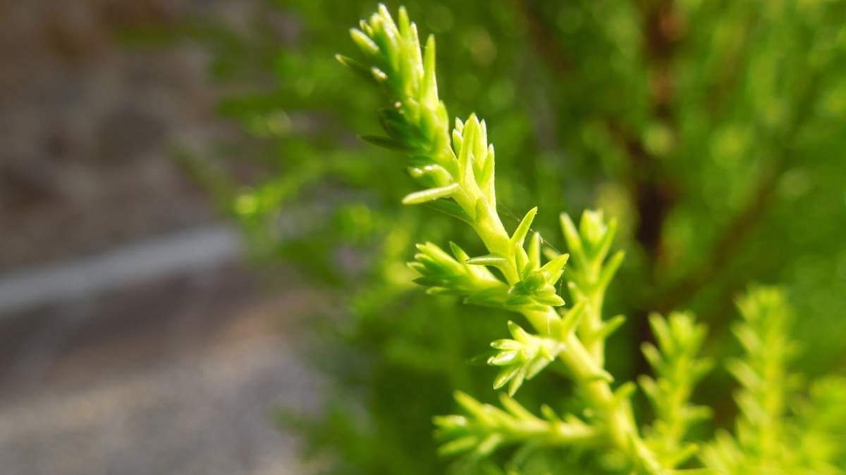 Plantas de interior/exterior. Fuente: (X)