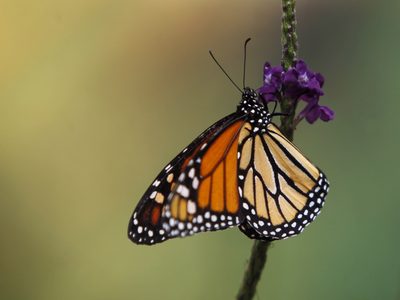 La famosa mariposa monarca entró en la lista de los animales en peligro de extinción