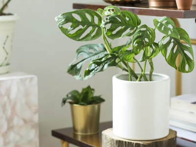 Las 3 plantas de la buena suerte: por qué debés tenerlas en casa para atraer más dinero