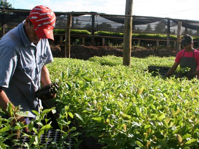 Por el aumento en el consumo de yerba mate, se implementarán regulaciones a la producción
