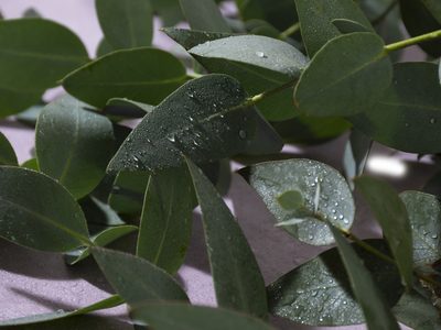 Por qué el agua de lluvia es buena para las plantas