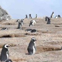 Desastre ambiental en Punta Tombo: qué dijo el dueño del campo
