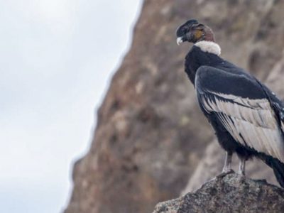 Neuquén tendrá Santuarios del Cóndor en áreas naturales de la zona andina