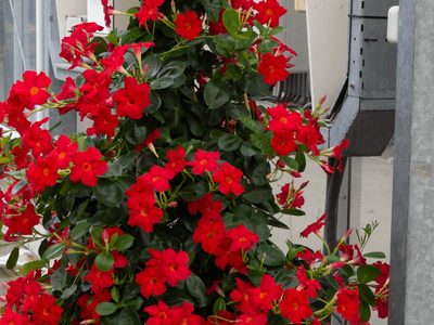 La planta trepadora de increíbles flores que muchos quieren, pero también evitan: cuáles son sus cuidados