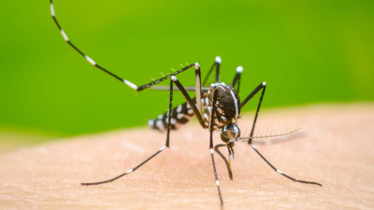 El dengue ya circula en varias zonas del país. Fuente: (X)