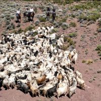 Más de mil crianceros de Nequén comienzan a trasladar sus animales hacia las zonas de veranada