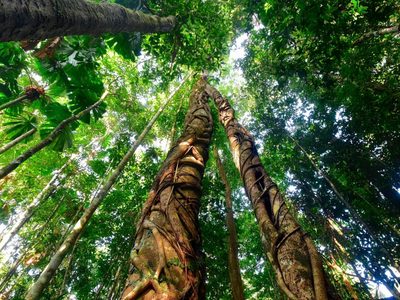 Histórico: Australia devolvió el bosque tropical más antiguo del mundo a las comunidades indígenas