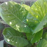 El truco sencillo de los jardineros para mantener tu planta Manto de Eva hermosa y rozagante todo el invierno