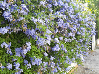 La planta que crece como trepadora, cubresuelo o arbusto y da sus flores más bonitas en primavera