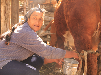 Día nacional de la leche: cómo está el sector en la provincia