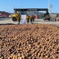 Colombia intercepta 20 mil cocos rellenos de cocaína líquida en un cargamento destinado a Italia