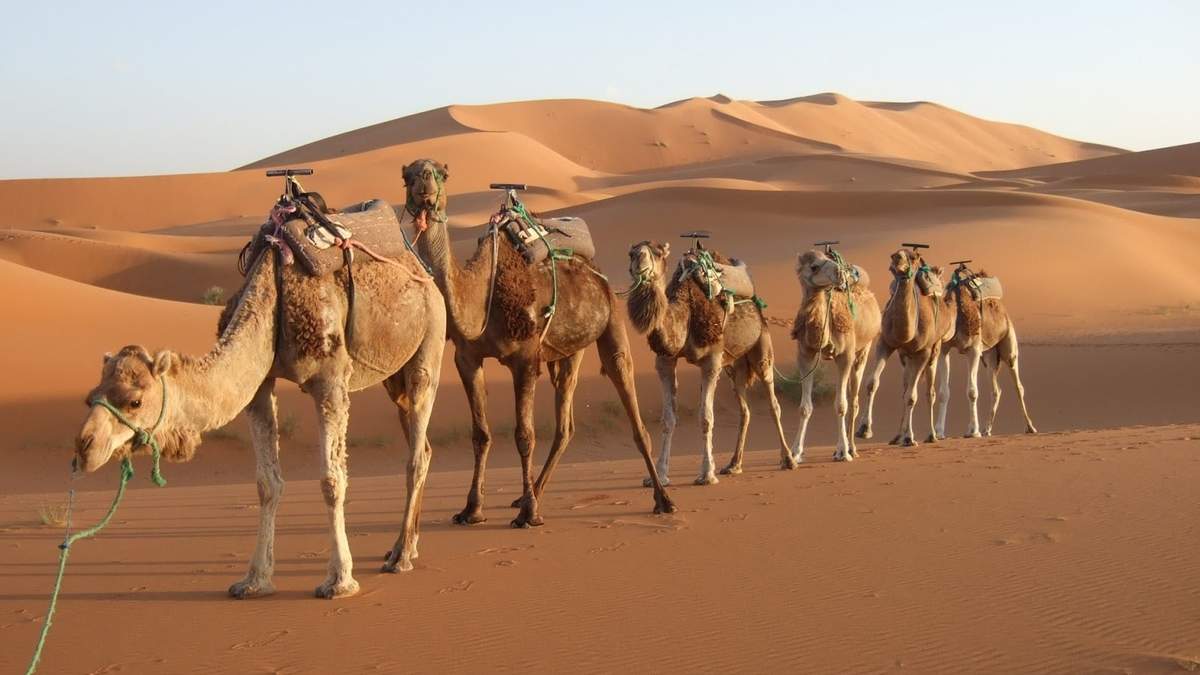 Se estima que Australia posee el mayor número de camellos del mundo. Fuente: (Twitter).