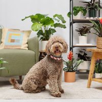 La planta que puede vivir perfecto dentro de casa, apta para principiantes y resiste a los animales