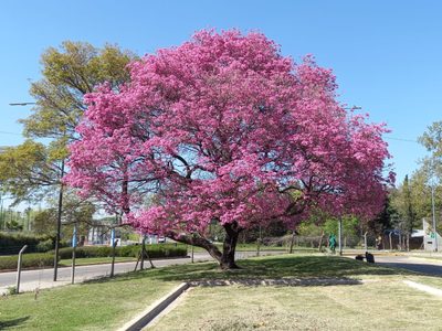 El buscado árbol de hermosas flores que es ideal para poner en la vereda: mirá cómo cuidarlo