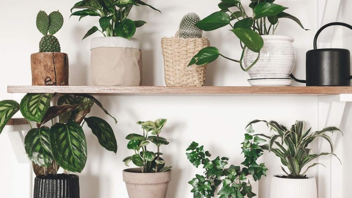 Plantas. Fuente: (X)
