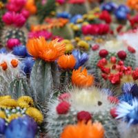 El cactus que da la flor más hermosa en el mes de mayo